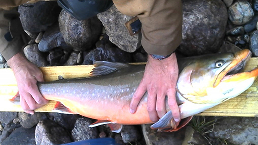 Hands holding fish