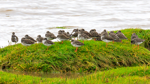 Ducks on grass hill